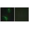 CDC28 Protein Kinase Regulatory Subunit 1B antibody, A05160, Boster Biological Technology, Immunofluorescence image 