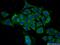 NLK antibody, 15171-1-AP, Proteintech Group, Immunofluorescence image 