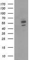 Carnosine Dipeptidase 1 antibody, CF502097, Origene, Western Blot image 