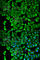 Proteasome 26S Subunit, Non-ATPase 2 antibody, A1999, ABclonal Technology, Immunofluorescence image 