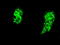 Heat Shock Protein Family A (Hsp70) Member 9 antibody, GTX84331, GeneTex, Immunocytochemistry image 