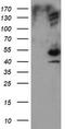 Dixin antibody, TA505605BM, Origene, Western Blot image 