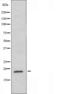Nuclear receptor subfamily 4 group A member 3 antibody, orb224662, Biorbyt, Western Blot image 