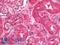 GAPDH antibody, LS-B9773, Lifespan Biosciences, Immunohistochemistry frozen image 