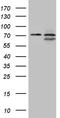 Neuronal PAS Domain Protein 1 antibody, TA809587, Origene, Western Blot image 