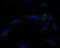 Gap Junction Protein Gamma 1 antibody, NBP2-76925, Novus Biologicals, Immunofluorescence image 