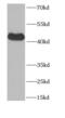 Pro-Apoptotic WT1 Regulator antibody, FNab06166, FineTest, Western Blot image 