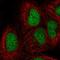 Origin Recognition Complex Subunit 3 antibody, HPA039553, Atlas Antibodies, Immunocytochemistry image 