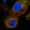 Alcohol Dehydrogenase Iron Containing 1 antibody, HPA023062, Atlas Antibodies, Immunocytochemistry image 