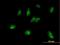 M-Phase Phosphoprotein 6 antibody, H00010200-B01P, Novus Biologicals, Immunofluorescence image 