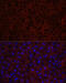 Cytochrome P450 Family 3 Subfamily A Member 4 antibody, 18-699, ProSci, Immunofluorescence image 