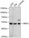Transforming Growth Factor Beta Regulator 1 antibody, 14-168, ProSci, Western Blot image 