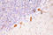 Cbfa1 antibody, LS-C291738, Lifespan Biosciences, Immunohistochemistry frozen image 