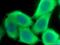 Lactate Dehydrogenase B antibody, 14824-1-AP, Proteintech Group, Immunofluorescence image 