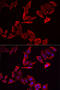 Skap55r antibody, A15750, ABclonal Technology, Western Blot image 