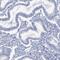 Methyltransferase Like 7B antibody, PA5-58478, Invitrogen Antibodies, Immunohistochemistry frozen image 