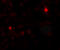 Small G protein signaling modulator 3 antibody, 7037, ProSci Inc, Immunofluorescence image 