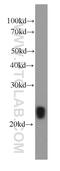 Interferon Lambda 1 antibody, 66163-1-Ig, Proteintech Group, Western Blot image 