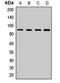Paraplegin antibody, orb411702, Biorbyt, Western Blot image 