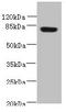 PAS Domain Containing Repressor 1 antibody, orb355979, Biorbyt, Western Blot image 