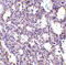 Stromal Interaction Molecule 2 antibody, 4125, ProSci, Immunohistochemistry frozen image 