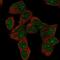Homeobox D9 antibody, NBP2-55738, Novus Biologicals, Immunofluorescence image 