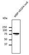 VEGF antibody, LS-C204251, Lifespan Biosciences, Western Blot image 