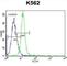 Potassium Voltage-Gated Channel Subfamily H Member 2 antibody, abx034115, Abbexa, Western Blot image 