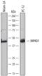 Inositol Monophosphatase Domain Containing 1 antibody, PA5-47893, Invitrogen Antibodies, Western Blot image 
