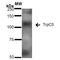 Transient Receptor Potential Cation Channel Subfamily C Member 5 antibody, MA5-27657, Invitrogen Antibodies, Western Blot image 