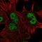 Homeobox D13 antibody, HPA064064, Atlas Antibodies, Immunocytochemistry image 