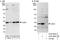 Cyclin Dependent Kinase 1 antibody, A303-664A, Bethyl Labs, Western Blot image 