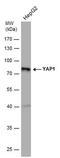 Yap antibody, MA5-27808, Invitrogen Antibodies, Western Blot image 