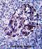 Midline 2 antibody, abx027513, Abbexa, Immunohistochemistry paraffin image 