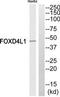 Forkhead Box D4 Like 1 antibody, TA316217, Origene, Western Blot image 