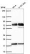 Nucleoporin 85 antibody, HPA061910, Atlas Antibodies, Western Blot image 