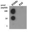 Histone Cluster 4 H4 antibody, NB21-2077, Novus Biologicals, Dot Blot image 