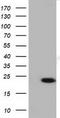 Lin-7 Homolog B, Crumbs Cell Polarity Complex Component antibody, TA501462, Origene, Western Blot image 