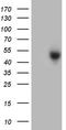Zinc Finger CW-Type And PWWP Domain Containing 2 antibody, TA809589S, Origene, Western Blot image 