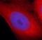 Synemin antibody, FNab08440, FineTest, Immunofluorescence image 