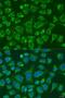 FcRIIIb antibody, LS-C748993, Lifespan Biosciences, Immunofluorescence image 