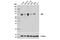 Yes Associated Protein 1 antibody, 14074T, Cell Signaling Technology, Western Blot image 