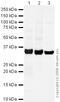 Syntaxin 1A antibody, ab41453, Abcam, Western Blot image 