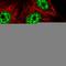 Zinc Finger CCCH-Type Containing 14 antibody, HPA049798, Atlas Antibodies, Immunofluorescence image 