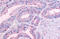 Olfactory receptor 51E1 antibody, MBS244173, MyBioSource, Immunohistochemistry frozen image 