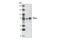 ENAH Actin Regulator antibody, 2075S, Cell Signaling Technology, Western Blot image 