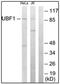 Autoantigen NOR-90 antibody, AP32257PU-N, Origene, Western Blot image 