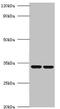 Mitochondrial Ribosomal Protein L19 antibody, A53781-100, Epigentek, Western Blot image 