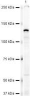 Kinesin-like protein KIF11 antibody, PA5-19659, Invitrogen Antibodies, Western Blot image 