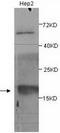 Protein BTG2 antibody, TA310107, Origene, Western Blot image 